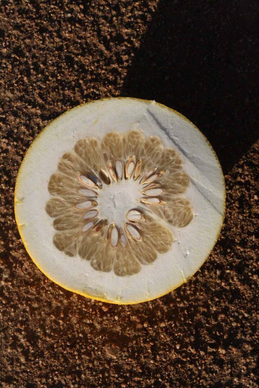              Fruit cross-section (Riverside, CA)       